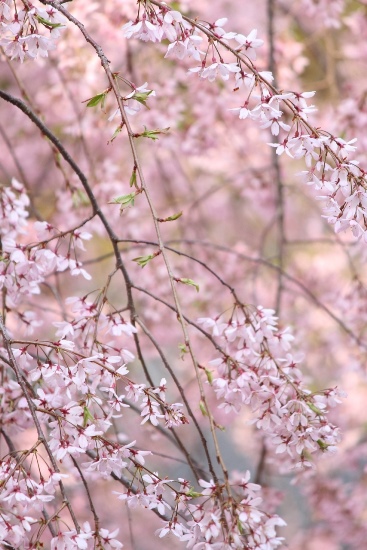 5250-一重紅枝垂れ桜　縦　左から枝垂れる様子アップ.jpg